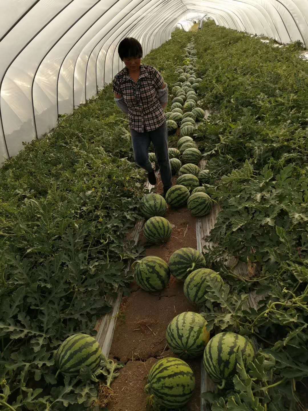 ΢ӣ׹ߣȪֻعӦ