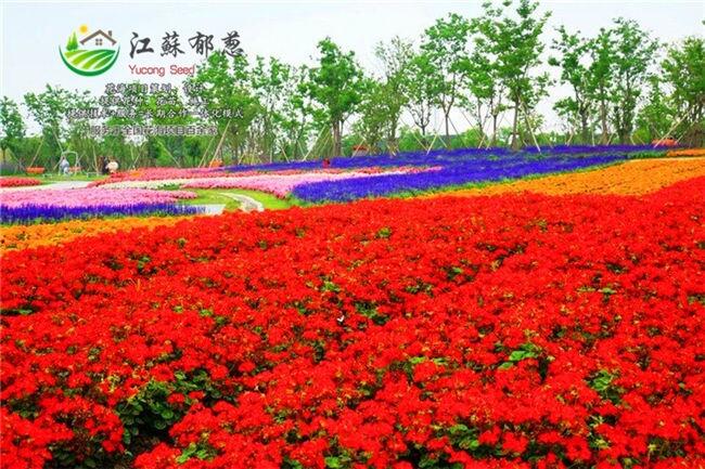 ϳлʩ滮